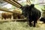 Южна Корея клонира застрашен вид крава