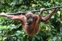 Орангутаните използват над 40 жеста, за да си говорят