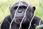 Шимпанзетата убиват, за да разширят територията си