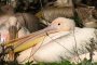 Откриха най-старите останки на пеликан