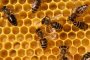 Пчелите на планетата измират мистериозно