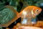 Златни рибки „инспектират“ водата в тоалетните на среща на Г-20