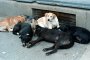 Кастрират кучетата в ромските квартали 