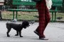 Слагат чип на домашните кучета в София