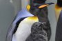 В Столичния зоопарк ще има пингвини