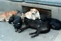 Фандъкова: До 3 години край с бездомните кучета 