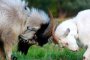 Задържаха коза агитатор в община Хисаря