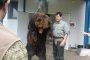 Оковаха мечка за 30 000 евро