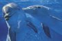 Делфините във Варна станаха лечители