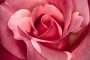 България ще защитава производителите на лавандула и рози