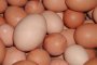 За година бракували близо 20 000 яйца 