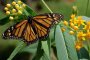 Популацията на пеперудата Монарх се е свила драстично