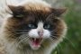 Скопие в ужас от бесни котки