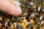 Роботи пчели ще опрашват растенията