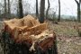 Във Враца обявиха война на дървената мафия