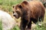 Четири лапи и Министерство на околната среда и водите спасяват мечките Бойка и Станди от незаконния зоокът край Русе