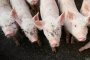 Швейцария забрани вноса на свинско от България заради африканска треска