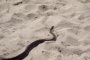 След потопа: Змии плъзнаха на плажа в Приморско