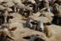 Русия спря вноса на дребен и рогат добитък от България