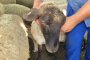 Син език покоси хиляди овце в Кърджалийско 