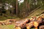 Незаконният дърводобив достига 5 млн. куб.