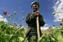 ООН отчита рекорд в отглеждането на опиум в Афганистан