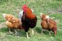Умъртвяват пернати заради птичия грип в Бургаско