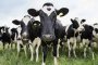 Измират крави в Югоизточна България, животновъди настояват за точно диагностициране на случаите