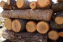 Протест за отмяна на мораториума за износ на необработваем дървен материал