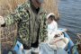 Експерти: Птичи грип е убил пеликаните в Сребърна