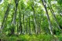 България ще направи проверка за свързаност на лицата, участвали във всички замени на горски територии