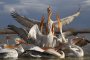 Още 4 мъртви пеликани в 