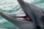  55 мъртви делфини по Южното Черноморие само за година