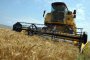  Експортът на българската пшеница се срина