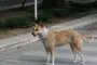  Умъртвяват куче от град Рила, заразено с бруцелоза