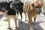 ХайТуризъм: Глутница бездомни кучета наръфа немец на Златните