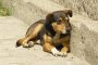   Фандъкова: Проблемът с бездомните кучета трябва да се решава национално