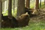  Въвеждат платен вход за посетители в Парка за танцуващи мечки 