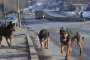   Бездомните кучета в София продължават да намаляват