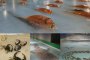 Японски парк замрази хиляди риби в ледена пързалка