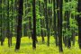  Започва Седмица на гората 2017