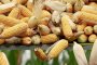   Намаляват глобите за внос и продажба на ГМО