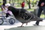  Гълъбите мислят по-бързо от човека