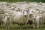  10 пъти се е свило овцевъдството в България за 25 години