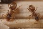   Мравките убиват болните си събратя