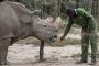 Последният мъжки северен бял носорог умря в Кения