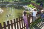  В Патешкото езеро на Борисовата градина се излюпиха 6 нови обитатели