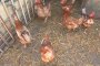 320 хил. кокошки ще бъдат умъртвени в Добричко