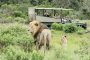   Лъвове изядоха трима бракониери в резервата Сибуя