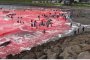    Океанът стана червен от кръв след лов на китове 